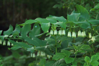 Polygonatum multiflorum Gewone salomonszegel bestellen